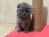 50 Günlük Scottish Fold Dişi
