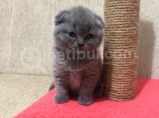 50 Günlük Scottish Fold Dişi görsel