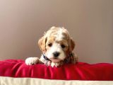 Maltipoo Mix Irk Sevimli Yavrular