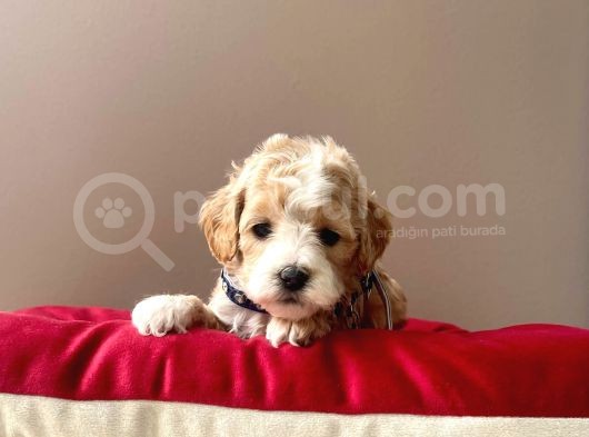 Maltipoo Mix Irk Sevimli Yavrular görsel