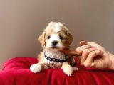 Maltipoo Mix Irk Sevimli Yavrular