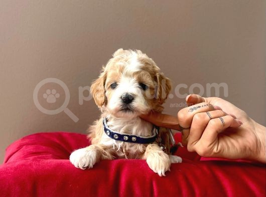 Maltipoo Mix Irk Sevimli Yavrular