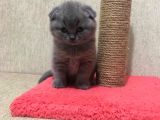 50 Günlük Scottish Fold Dişi