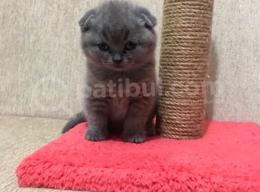 50 Günlük Scottish Fold Dişi görsel