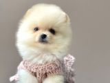 Ayı Surat Sevimli Mini Boy Pomeranian Yavrular