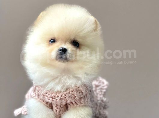 Ayı Surat Sevimli Mini Boy Pomeranian Yavrular görsel