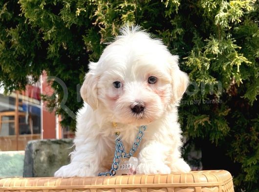 Maltese Mini Boy Sevimli Yavrular görsel