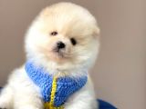 Safkan Pomeranian Boo Yavrular