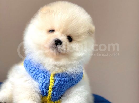 Safkan Pomeranian Boo Yavrular görsel