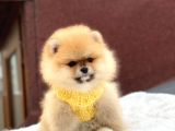 Pomeranian Boo Teddy Face Erkek Yavrumuz