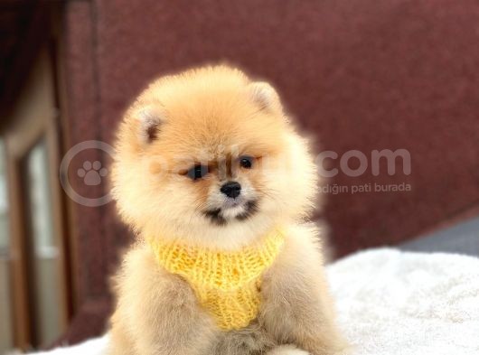 Pomeranian Boo Teddy Face Erkek Yavrumuz görsel