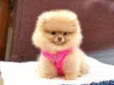 Pomeranian Boo Teddy Face Dişi Yavrumuz