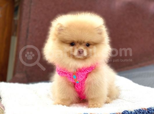 Pomeranian Boo Teddy Face Dişi Yavrumuz