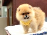 Pomeranian Boo Teddy Face Erkek Yavrumuz