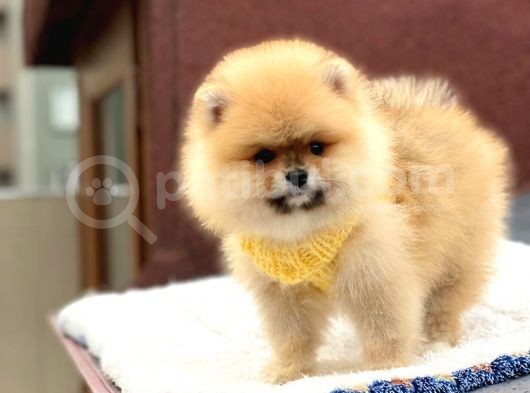 Pomeranian Boo Teddy Face Erkek Yavrumuz görsel