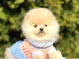 Safkan Pomeranian Boo Yavrular