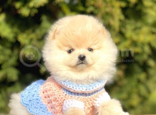 Safkan Pomeranian Boo Yavrular görsel