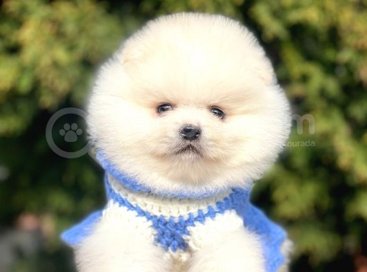 Safkan Pomeranian Boo Yavrular