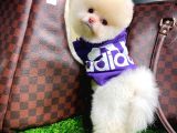 Ayı Surat Pomeranian Boo YavrularımızPomeranian Pomeranian istanbul cins köpek