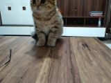 British Gold Tabby