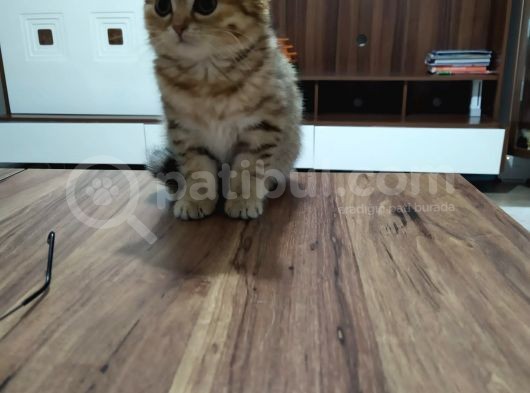 British Gold Tabby