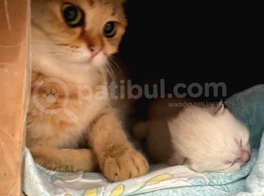 British Gold Tabby görsel