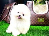 Ayı Surat Pomeranian Boo Yavrularımız