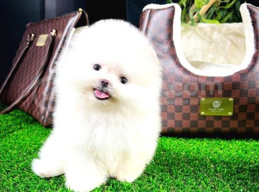Ayı Surat Pomeranian Boo Yavrularımız görsel