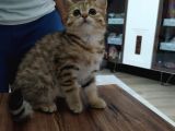 British Gold Tabby