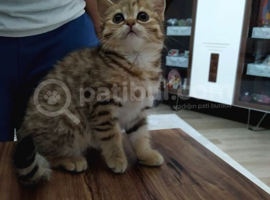 British Gold Tabby görsel