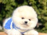 Safkan Pomeranian Boo Yavrular