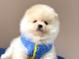 Safkan Pomeranian Boo Yavrular