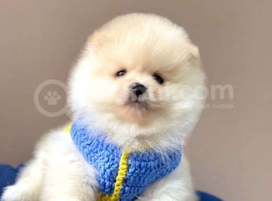 Safkan Pomeranian Boo Yavrular görsel