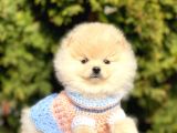 Safkan Pomeranian Boo Yavrular