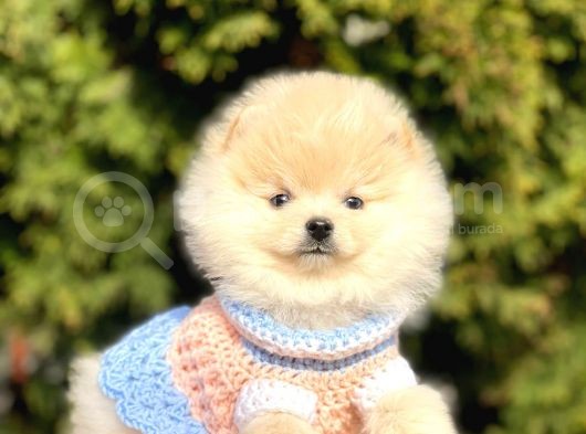Safkan Pomeranian Boo Yavrular görsel