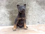 Black And Tan Malinois Yavrulari