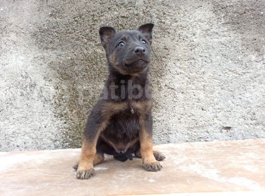 Black And Tan Malinois Yavrulari görsel