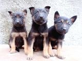 Black and Tan Malinois Yavrulari