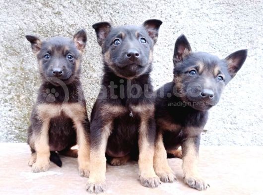 Black And Tan Malinois Yavrulari