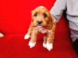 Parti̇ Color Toy Poodle Yavrumuz