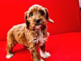 Parti̇ Color Toy Poodle Yavrumuz