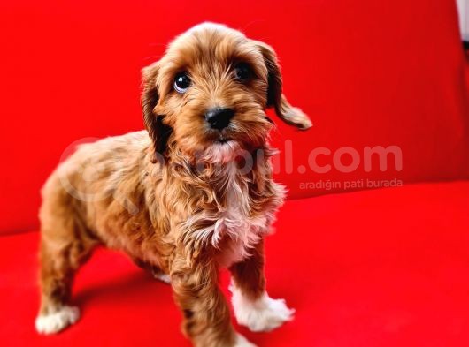 Parti̇ Color Toy Poodle Yavrumuz