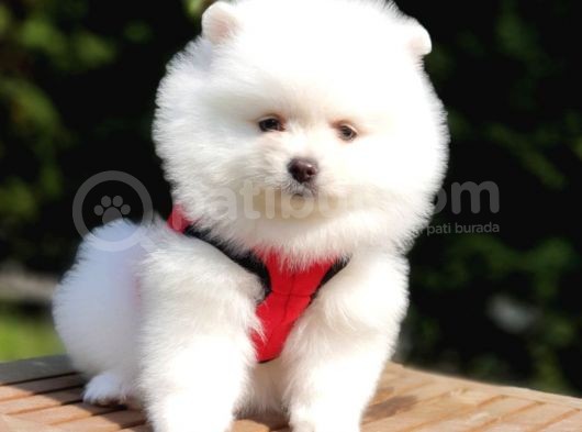 Satılık Pomeranian Boo Yavrularımız görsel