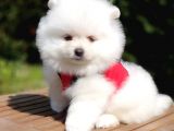 Satılık Pomeranian Boo Yavrularımız