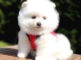Satılık Pomeranian Boo Yavrularımız