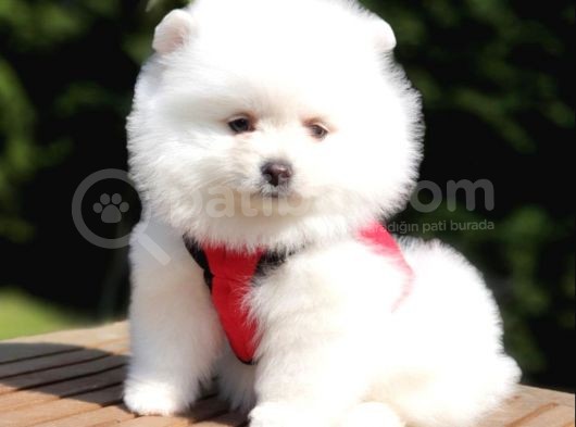 Satılık Pomeranian Boo Yavrularımız görsel