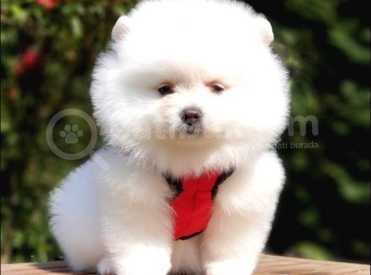 Satılık Pomeranian Boo Yavrularımız görsel