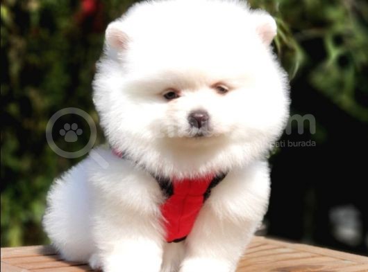 Satılık Pomeranian Boo Yavrularımız