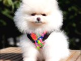 Teddy Face Pomeranian Boo Yavrularımız