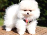 Teddy Face Pomeranian Boo Yavrularımız